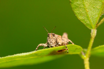 locust