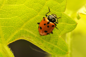 ladybug roja