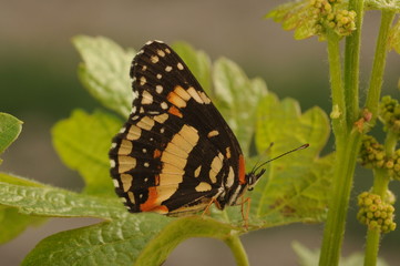 mariposa en hoja verde