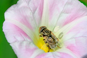 syrphidae