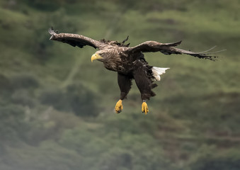 White tailed eagle