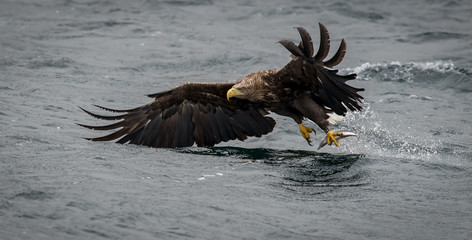 White tailed eagle with fish