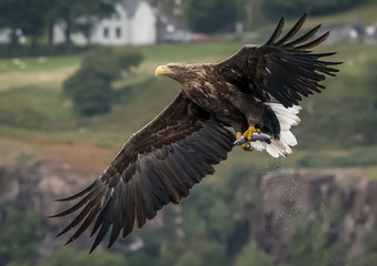 White tailed eagle with fish