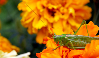 grasshopper on yellow flower