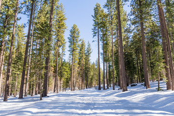 Walking through an evergreen forest on a sunny winter day, with snow covering the path, Van Sickle Bi-State Park; south Lake Tahoe, California