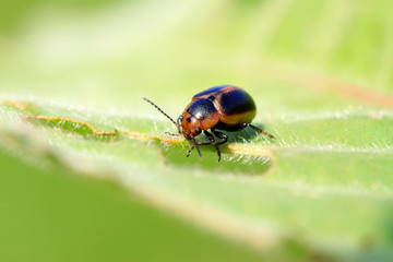 beetle on green leaf