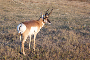 Pronghorn Antelope in the grasslands of South Dakota