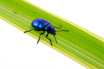 beetle on green leaf