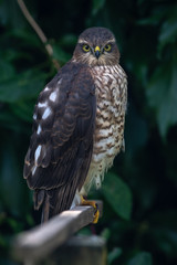 Young sparrowhawk