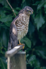 Young sparrowhawk
