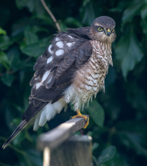 Young sparrowhawk