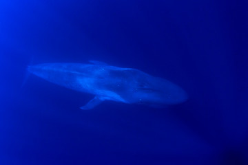 Naklejka na ściany i meble Pygmy Blue Whale 
