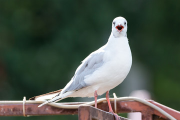 Screaming black-headed gull with a widely opened beak sitting