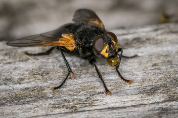  Fly blowing bubble