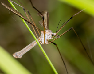 Crane fly