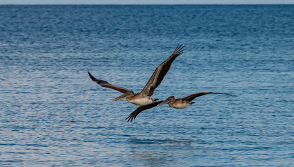 Fototapeta na wymiar pelicans