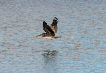 pelican