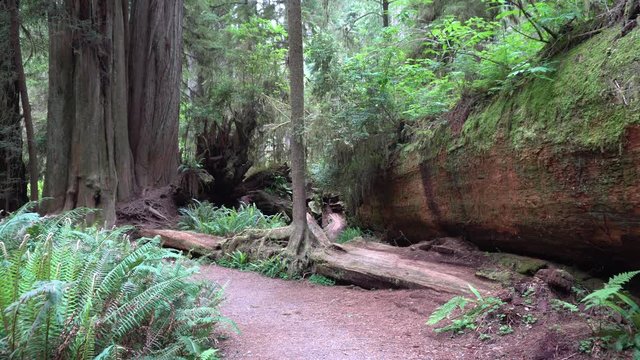 Redwood Jedidiah Smith State Park Fallen Tree