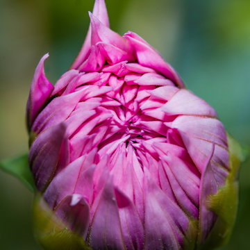 Pink Flower bud