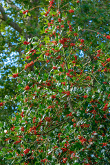 Stechpalme (Ilex aquifolium), mit roten Früchten