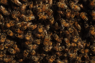 panal de abejas en viñedo