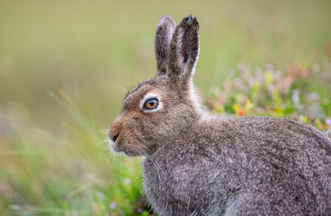 mountain hare