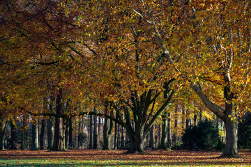 Fototapeta na wymiar Schloßpark Ahaus, Herbst