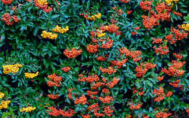 Hecke aus Feuerdorn (Pyracantha)