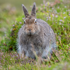 mountain hare
