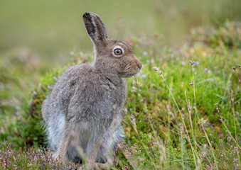 Naklejka na ściany i meble mountain hare