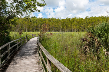Fototapeta na wymiar swamp trail