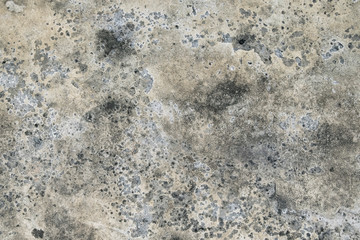Mold on a wall