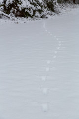 Fototapeta na wymiar Tassavtryck på snötäckt mark i skogen