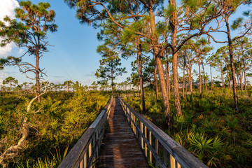 Obraz premium swamp trail