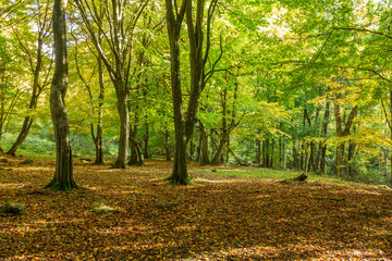 Bokskog i naturreservat