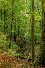 Fototapeta premium Vattendrag genom naturreservat
