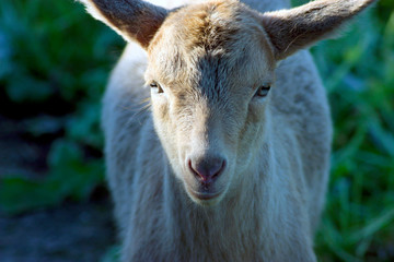 Naklejka na ściany i meble White baby goat looking at the photocamera, close-up.