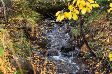 Litet vattendrag i skogen