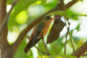colibrí