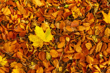 Fallna boklöv på hösten