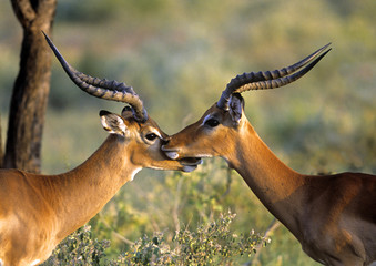 Two Impalas Standing Cheek to Cheek