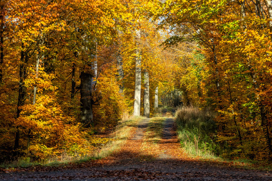 Fototapeta Bokskog i höstfärger