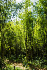Fototapeta na wymiar Path to bamboo forest , Walkway