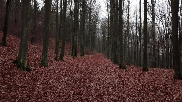 forest nature cars street autumn tree