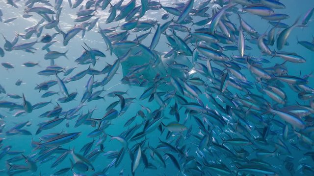 Manta Ray suddenly revealed behind school of fish