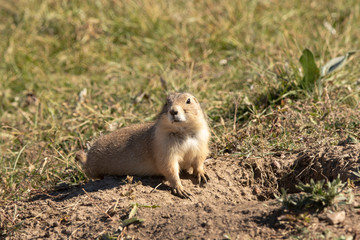 Naklejka na ściany i meble Prairie Dogs are one of the most prolific rodents of South Dakota