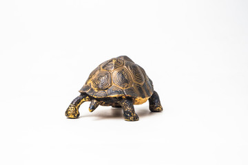 turtle on white background