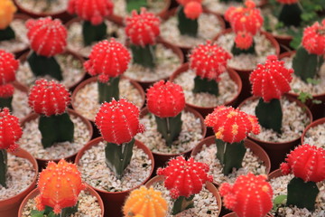 The display collection of miniature cactus plants with red head on small brown pots in minimal style design in the greenhouse