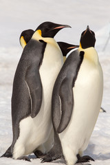 Snow Hill Emperor Penguin Colony, October 2018.