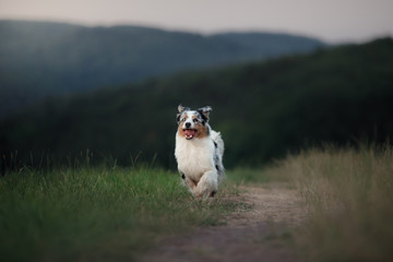 running dog in the field. Pet in nature. Australian Shepherd on the grass